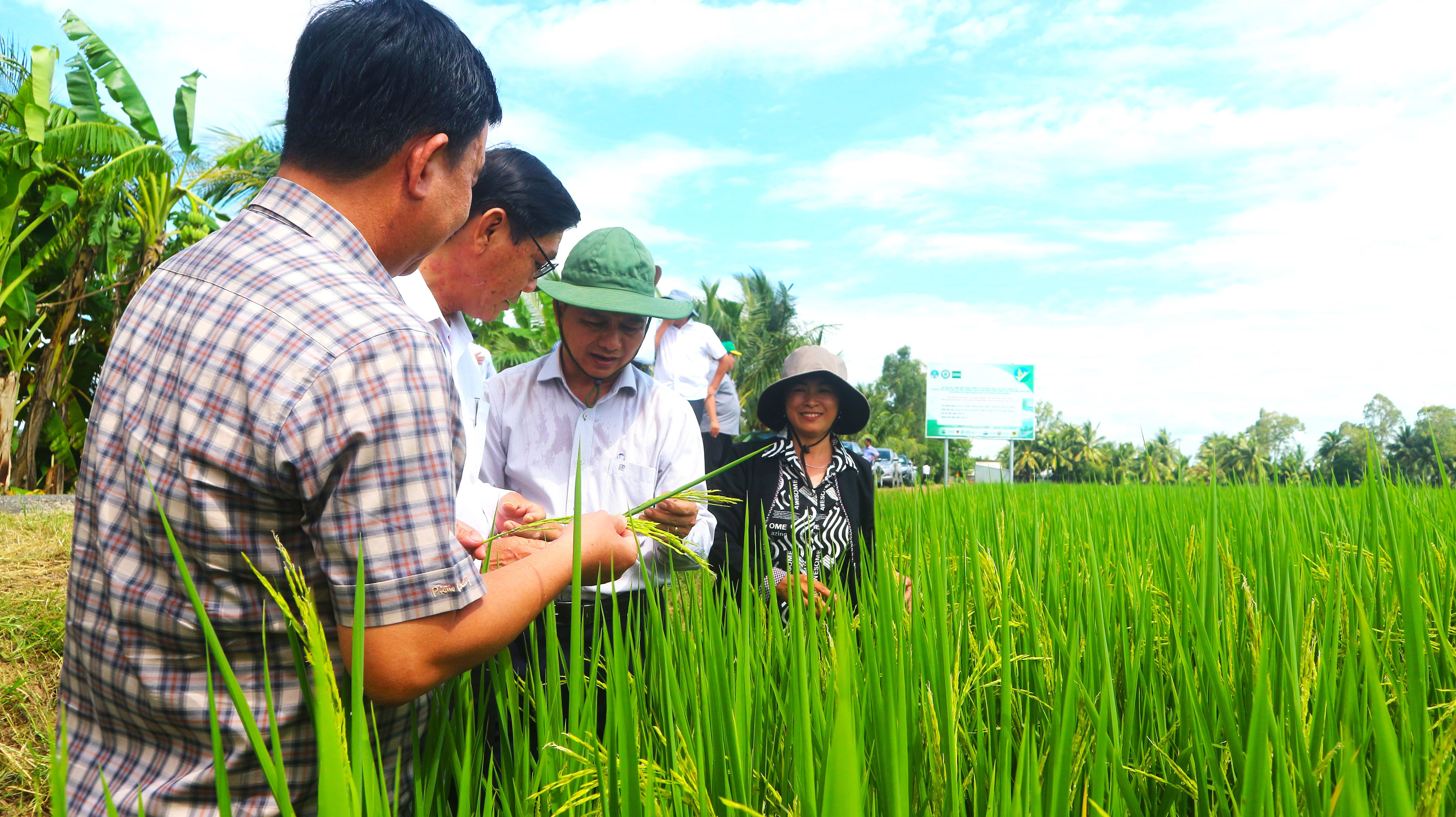 Chủ tịch UBND tỉnh Trần Văn Lâu khảo sát tình hình sản xuất lúa của bà con trên địa bàn tỉnh (Ảnh: Quang Bình).